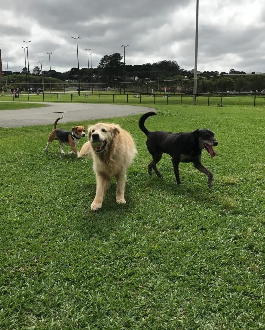 cães no parque, uma com a bolinha de tênis na boca