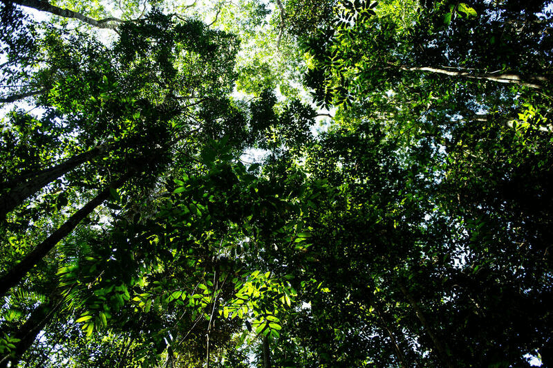 Floresta próxima ao Rio Manicoré, no sul do Amazonas Floresta próxima ao Rio Manicoré, no sul do Amazonas - Foto: Valdemir Cunha / Greenpeace Brasil