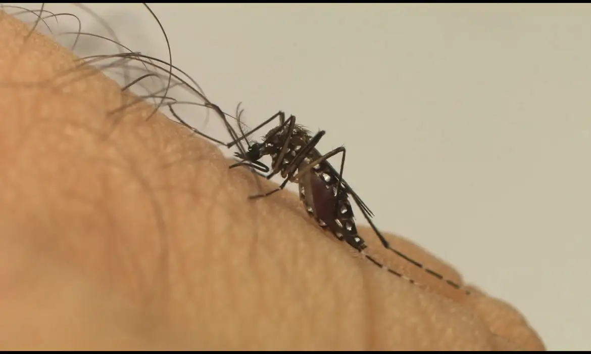 Paraná registra 27.627 novos casos de dengue e mais 38 óbitos