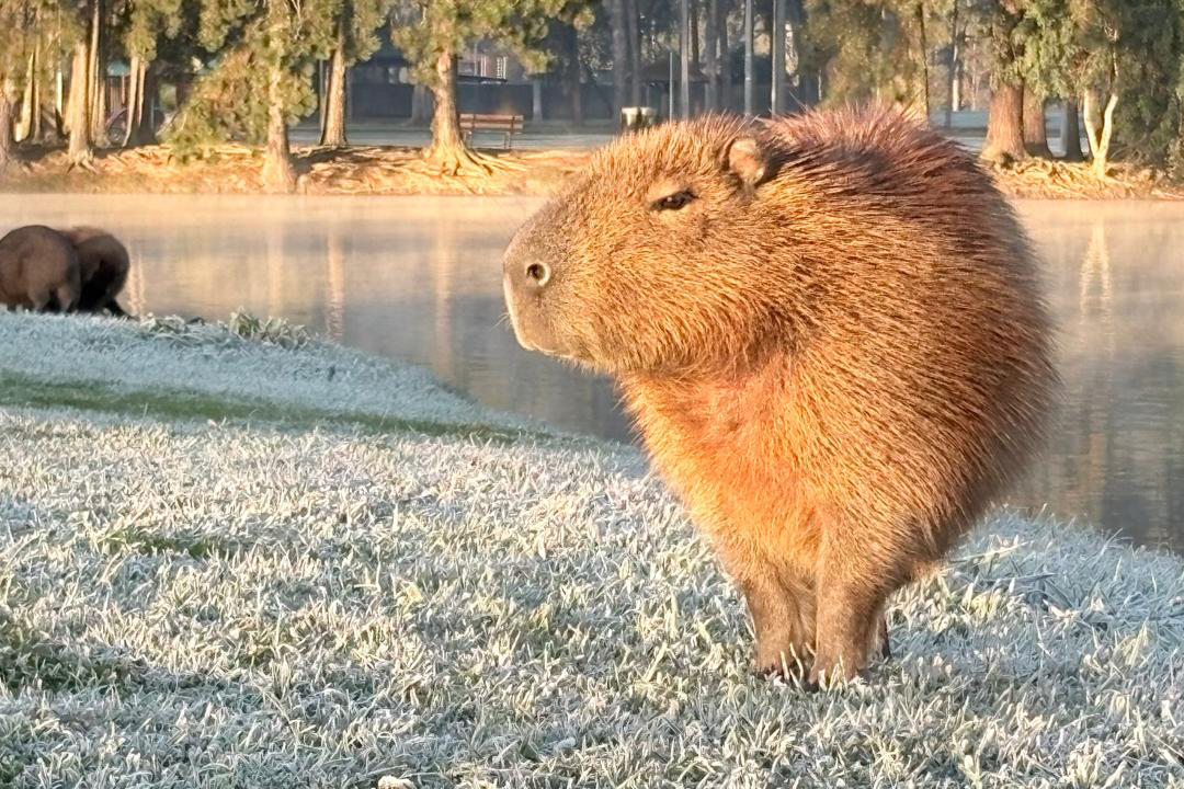 whatsapp_image_2025-06-25_at_07.55.28 whatsapp_image_2025-06-25_at_07.55.28