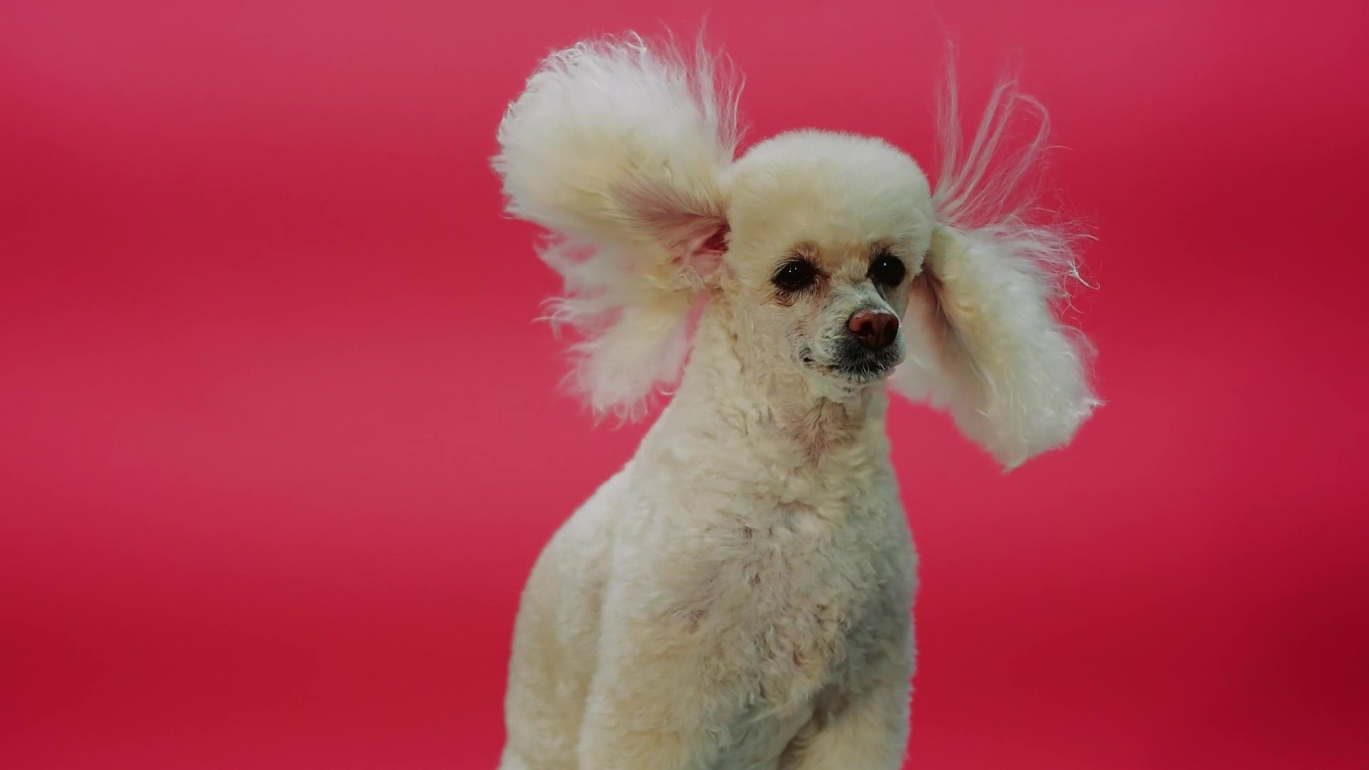 Video-minuto Quem Me Dera, de Renata Miranda